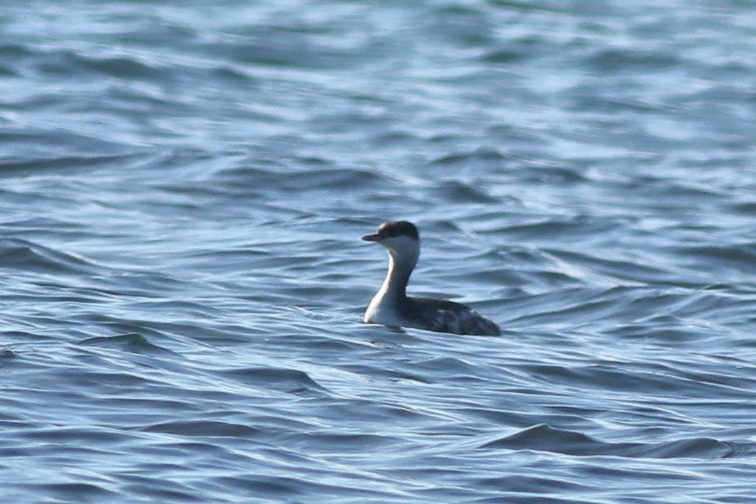 Kulaklı Batağan - ML646445063