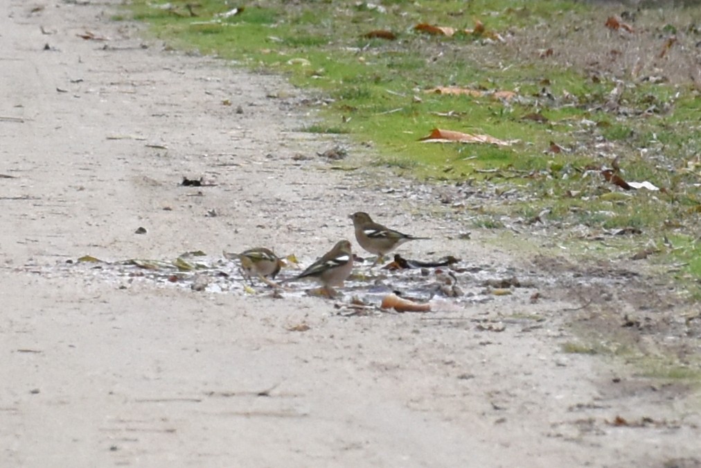 İspinoz - ML646445065