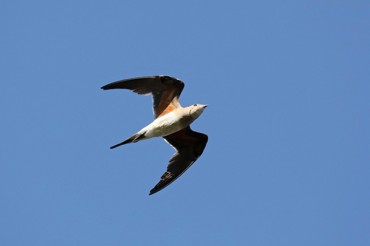 Bataklıkkırlangıcı - ML646445066