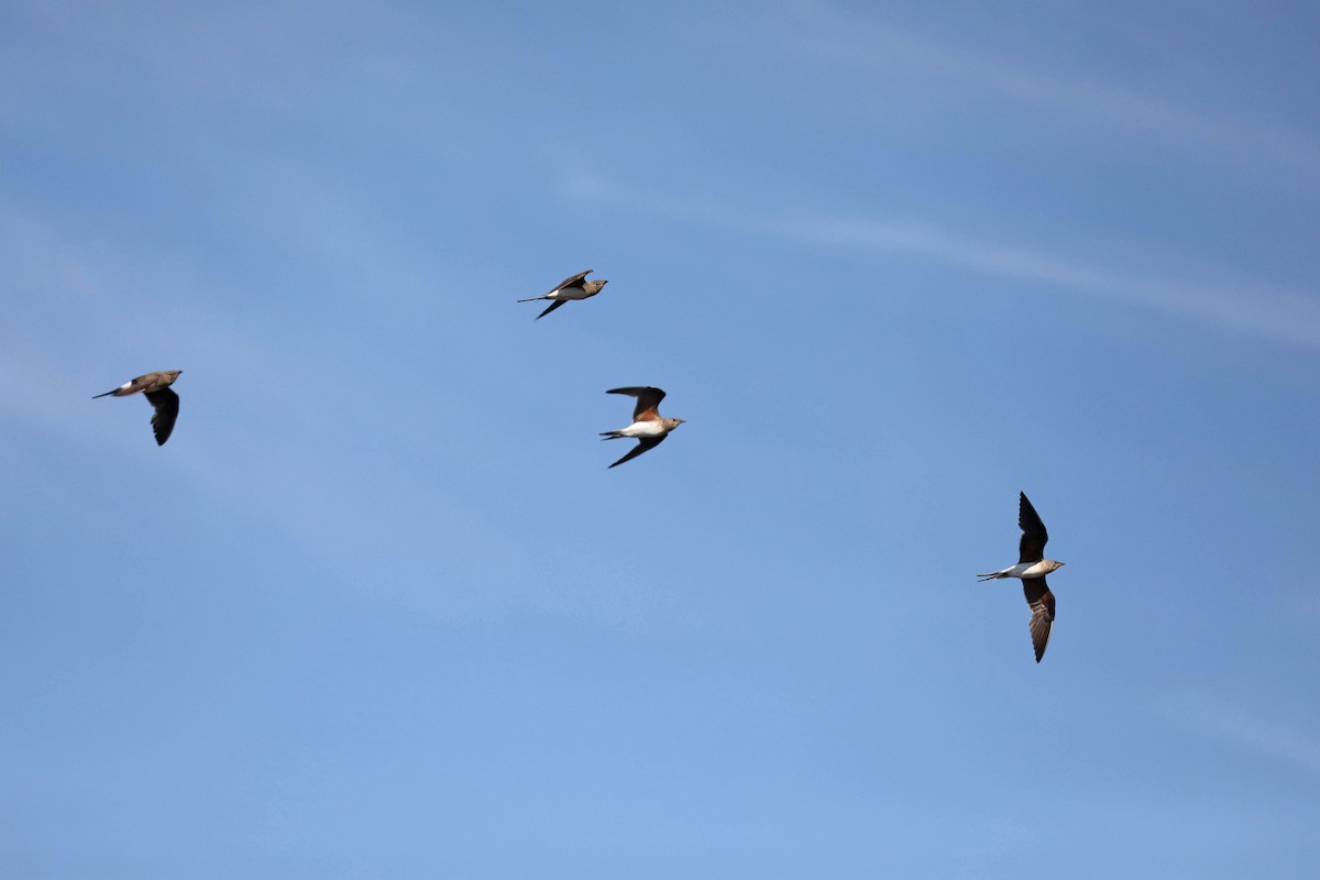 Bataklıkkırlangıcı - ML646445067