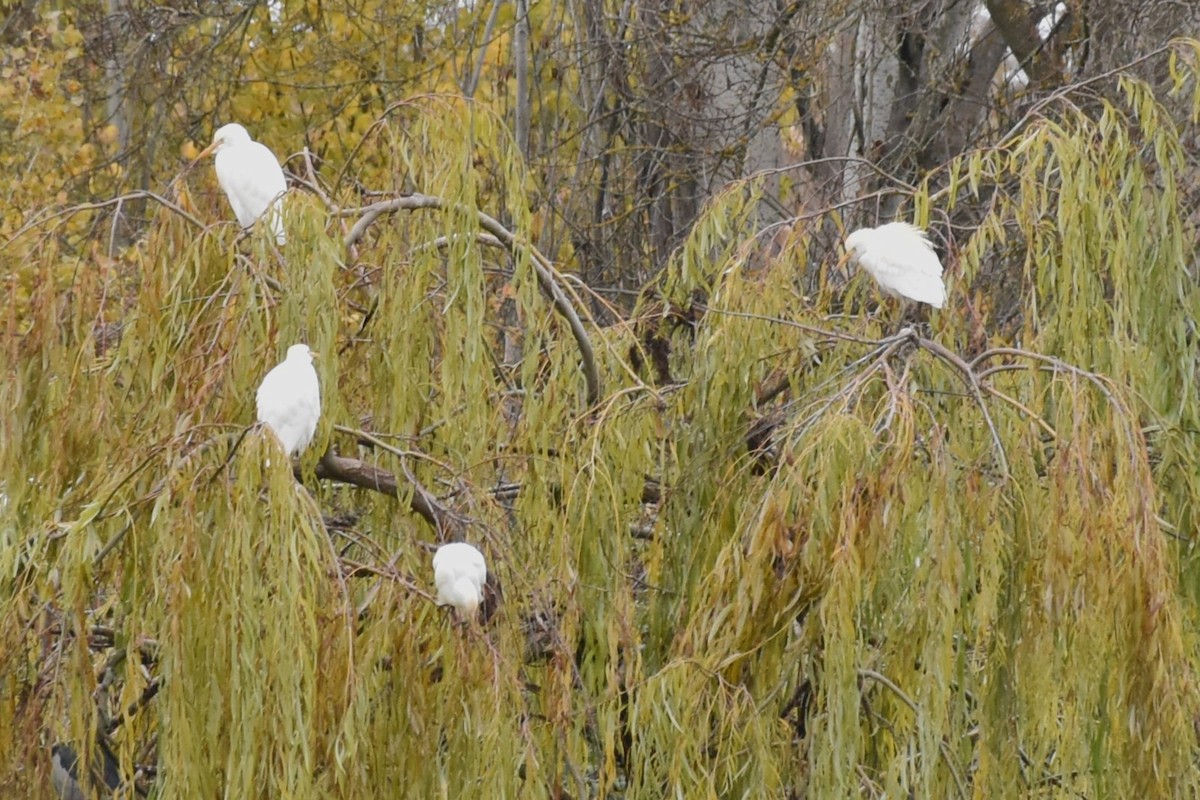 Sığır Balıkçılı - ML646445068