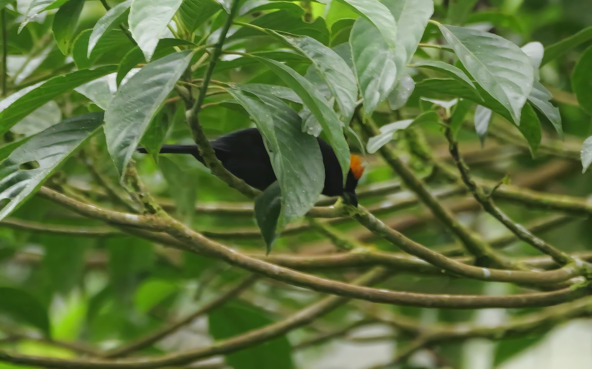 Turuncu Taçlı Tangara - ML646445069