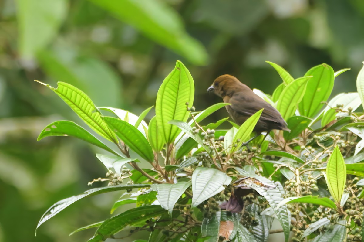 Turuncu Taçlı Tangara - ML646445070