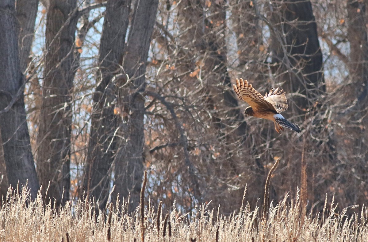 Amerika Delicesi - ML646445071