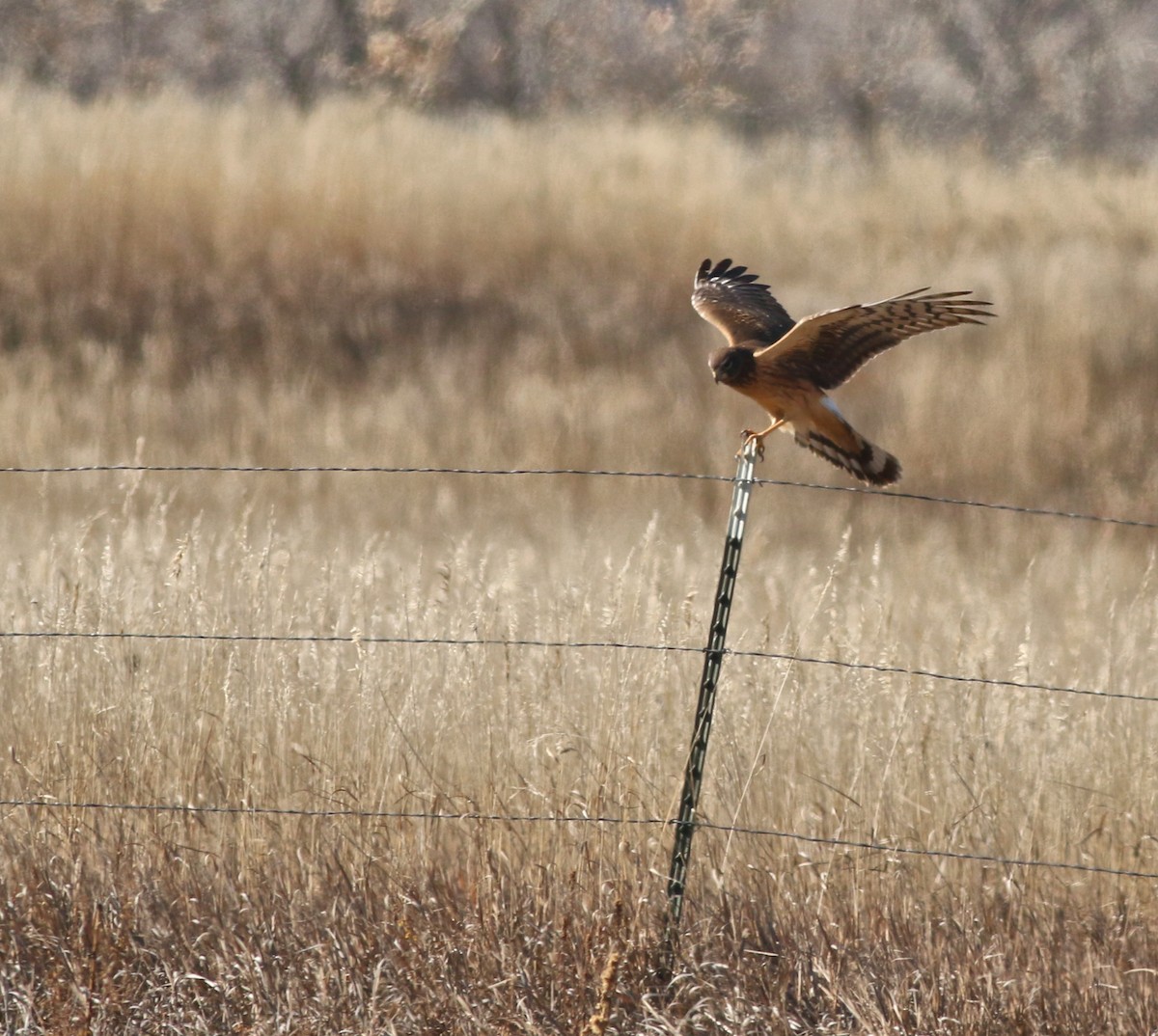 Amerika Delicesi - ML646445072