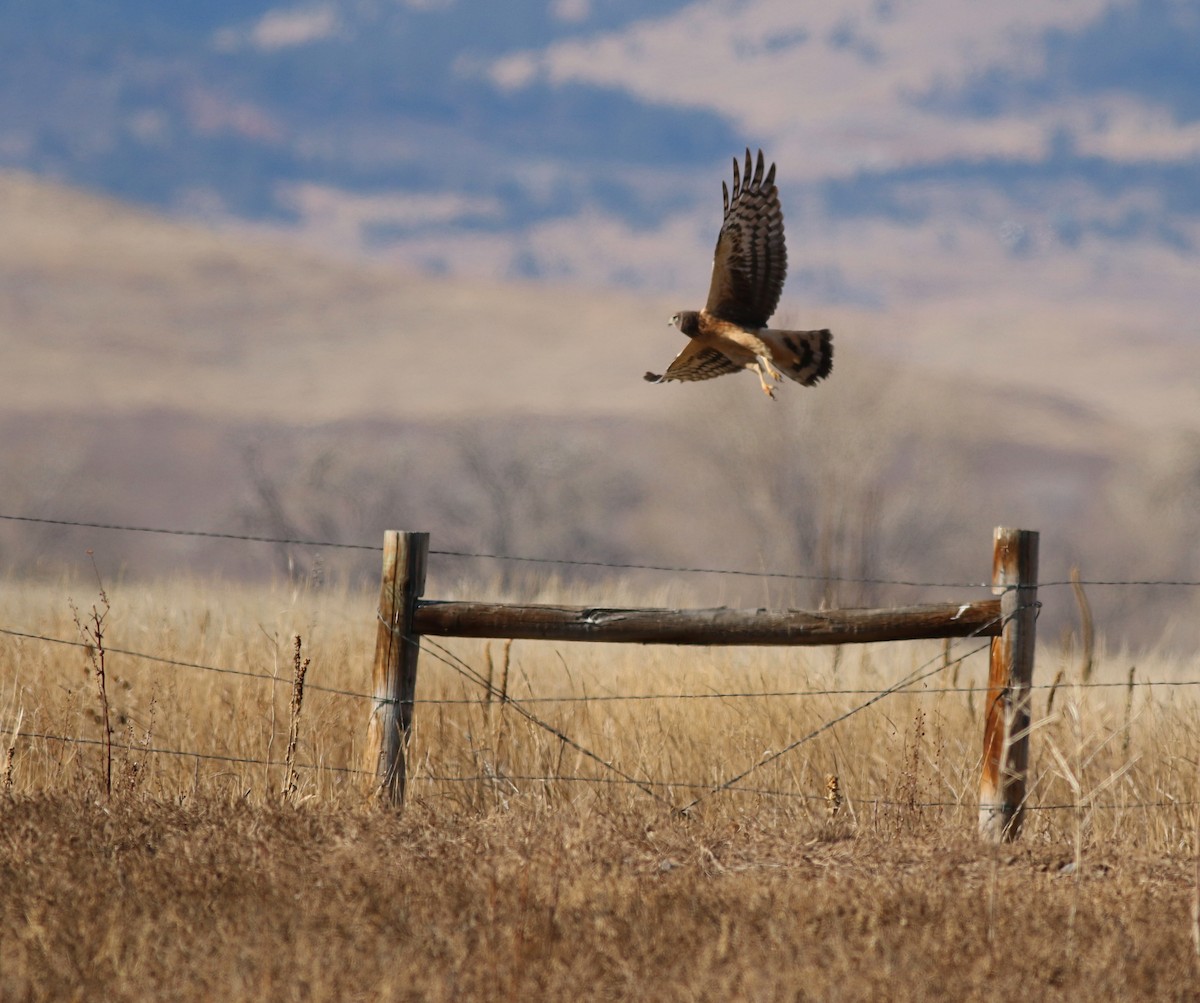 Amerika Delicesi - ML646445073