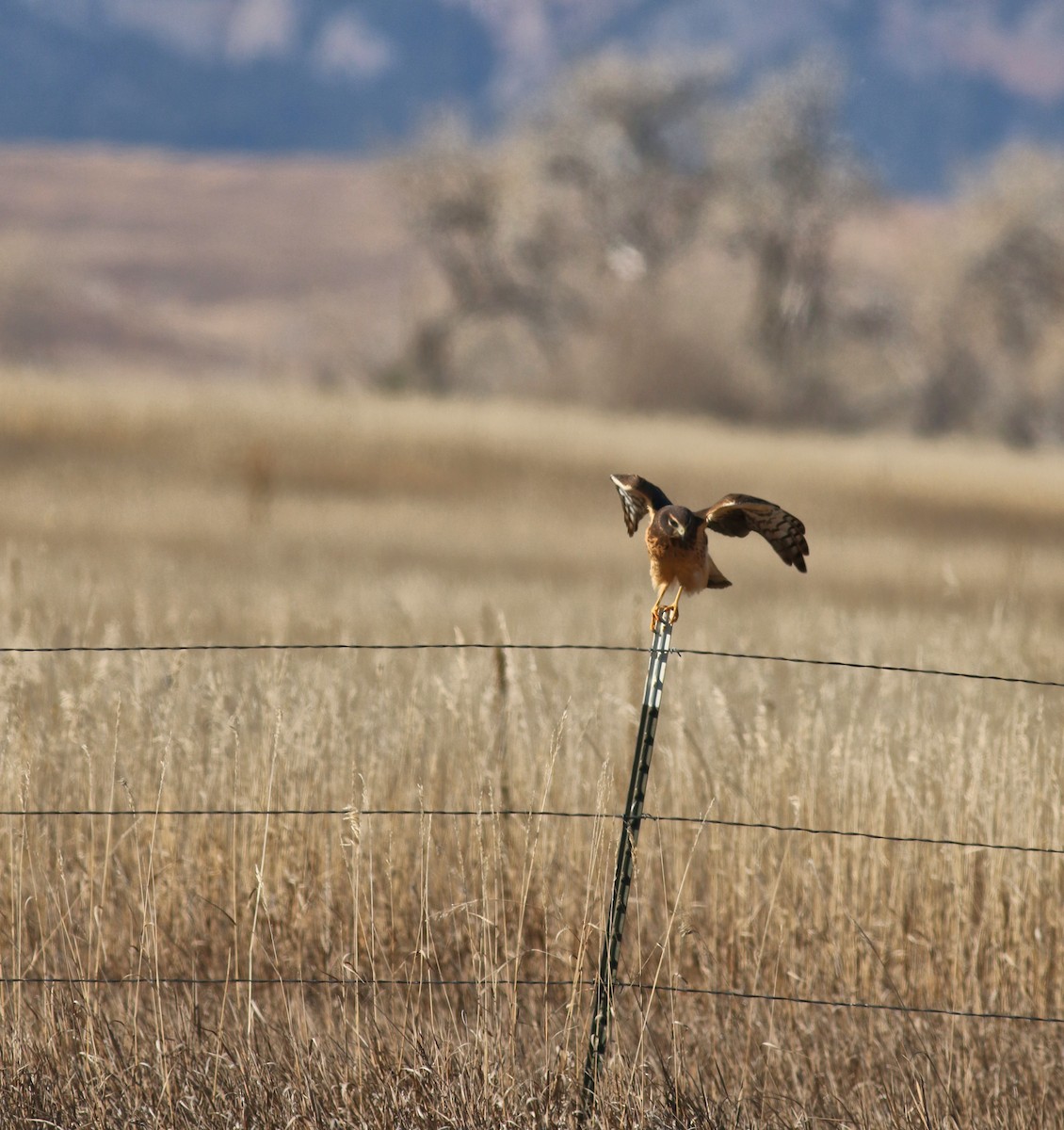 Amerika Delicesi - ML646445074