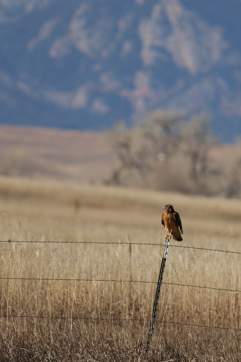 Amerika Delicesi - ML646445075