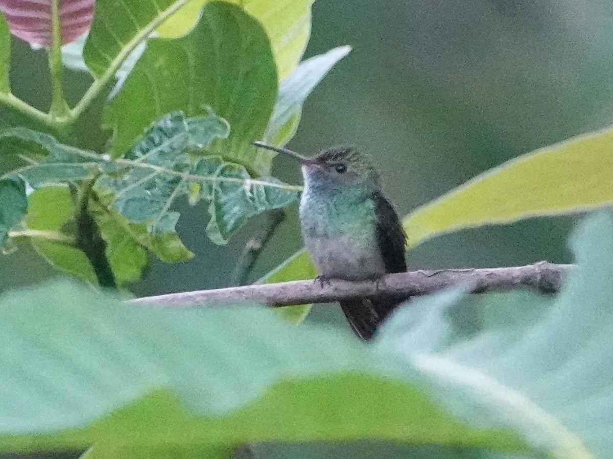 Mavi Göğüslü Kolibri - ML646445076