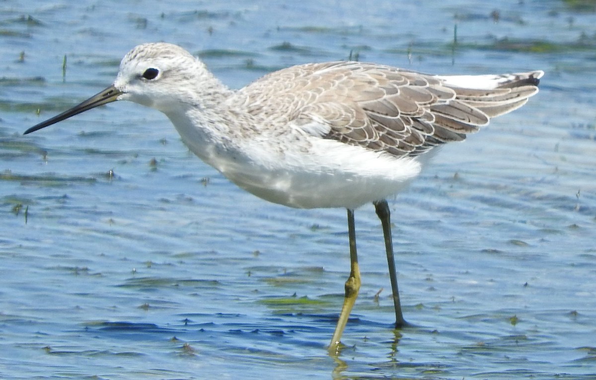 Bataklık Düdükçünü - ML646445077