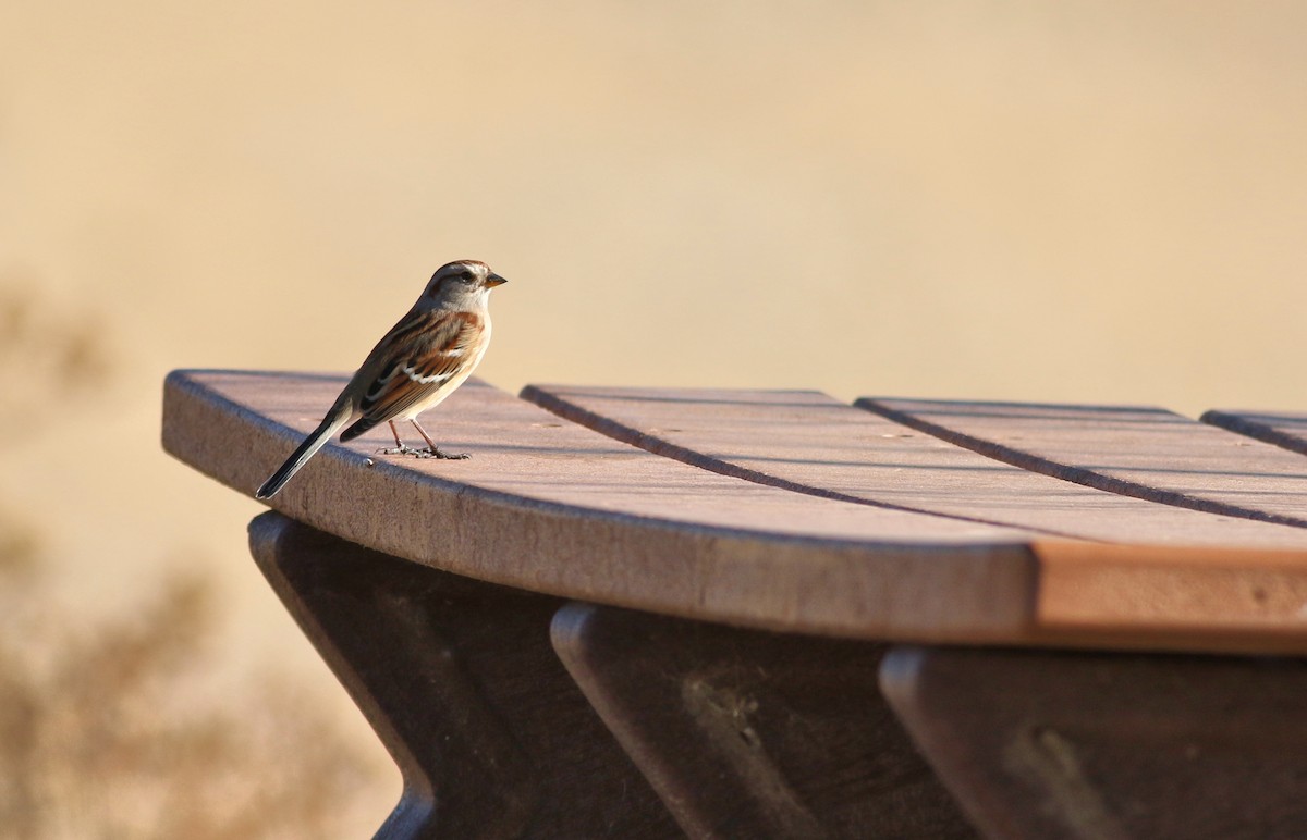 Hudson Körfezi Serçesi - ML646445078