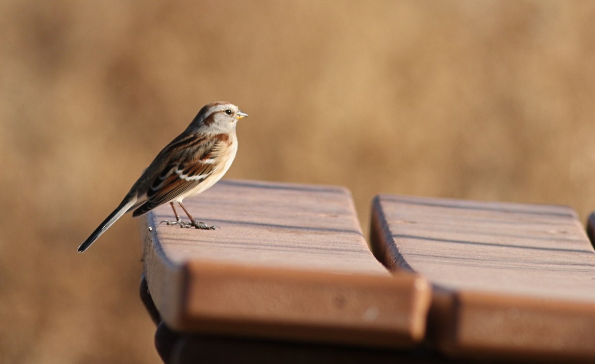 Hudson Körfezi Serçesi - ML646445079