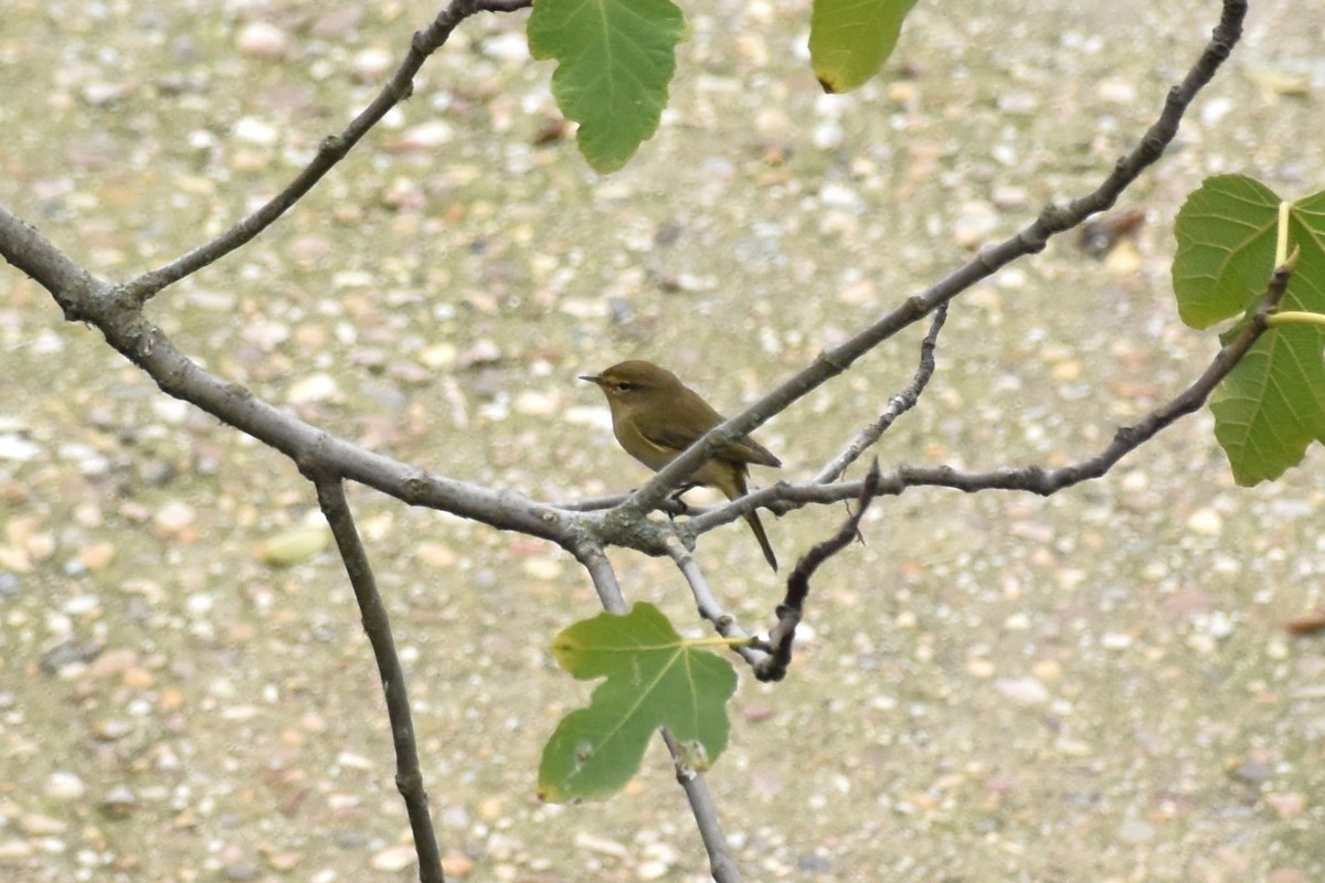 Çıvgın - ML646445080