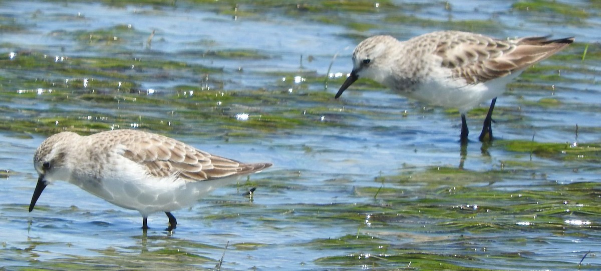 Küçük Kumkuşu - ML646445081