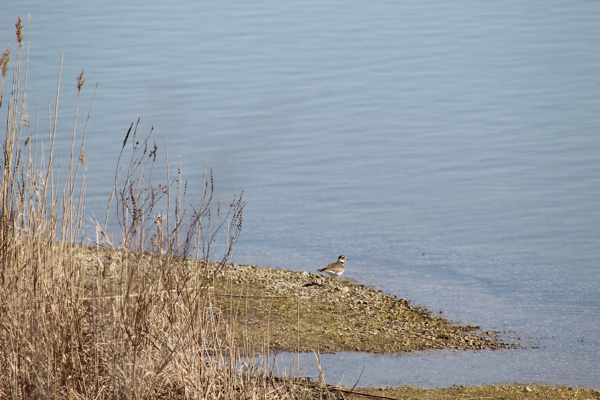 Çayır Cılıbıtı - ML646445082