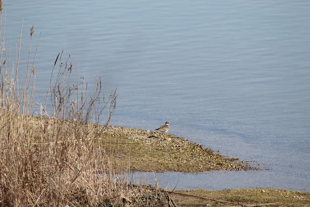 Çayır Cılıbıtı - ML646445083