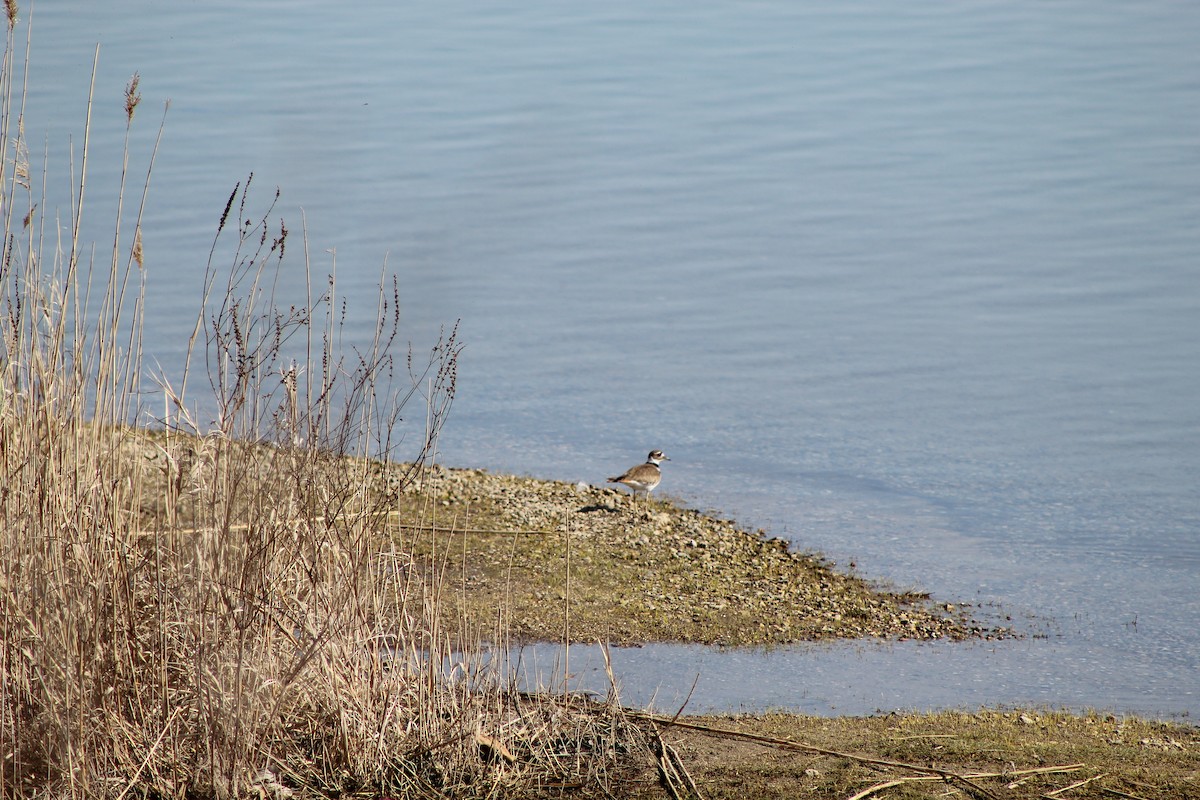 Çayır Cılıbıtı - ML646445084