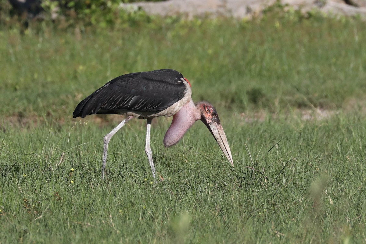 Marabu - ML646445085