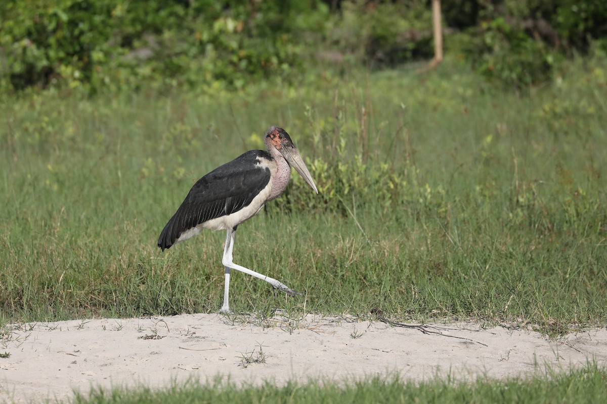 Marabu - ML646445086