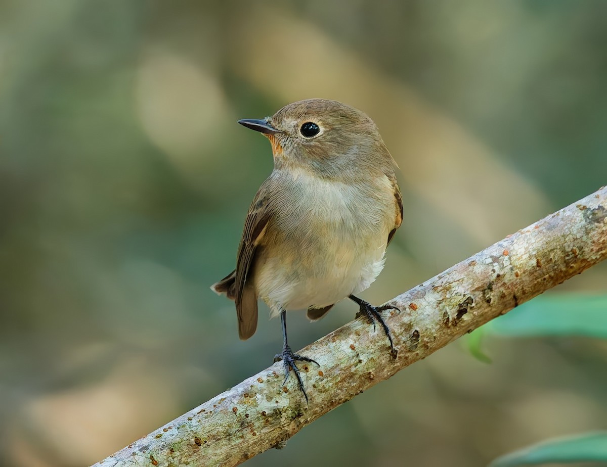 Tayga Sinekkapanı - ML646445087