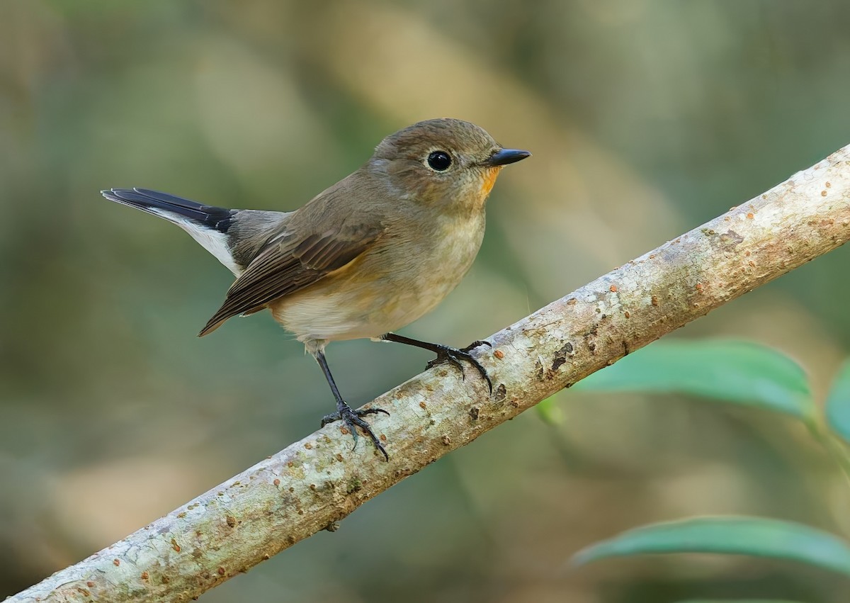 Tayga Sinekkapanı - ML646445088