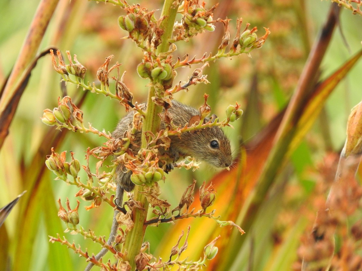 Animals - ML646445092