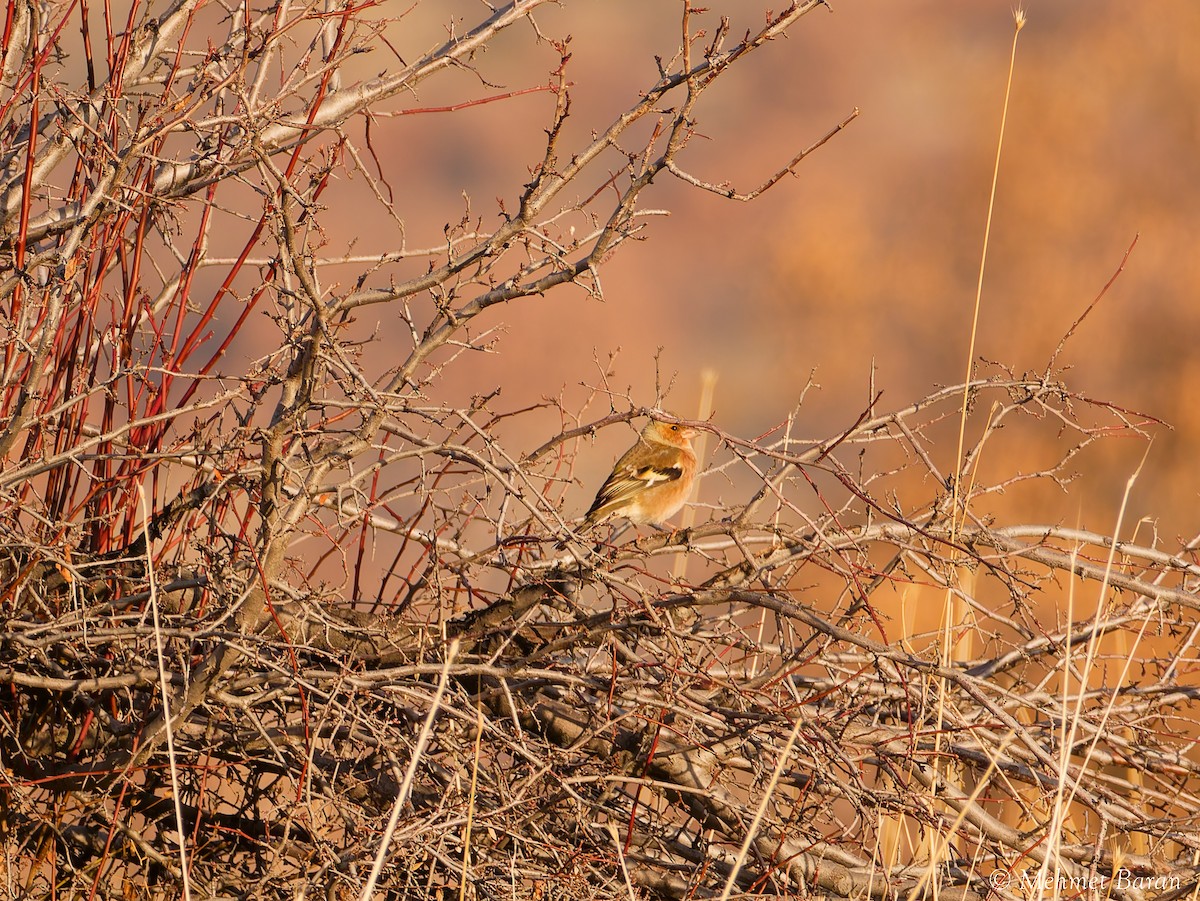 pěnkava obecná - ML646445094