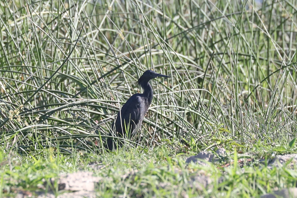 Black Heron - ML646445095