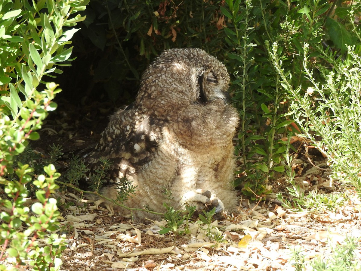 výr africký - ML646445096