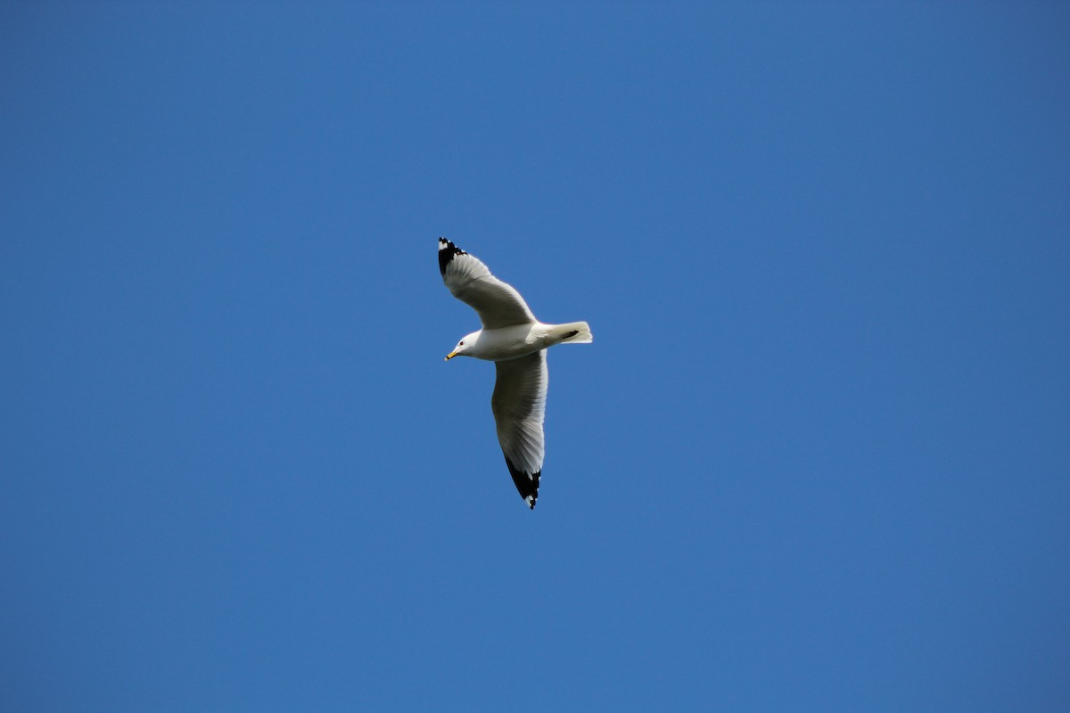 Ring-billed Gull - ML646445098