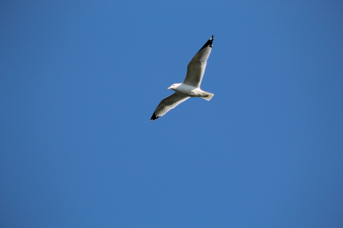 Ring-billed Gull - ML646445099
