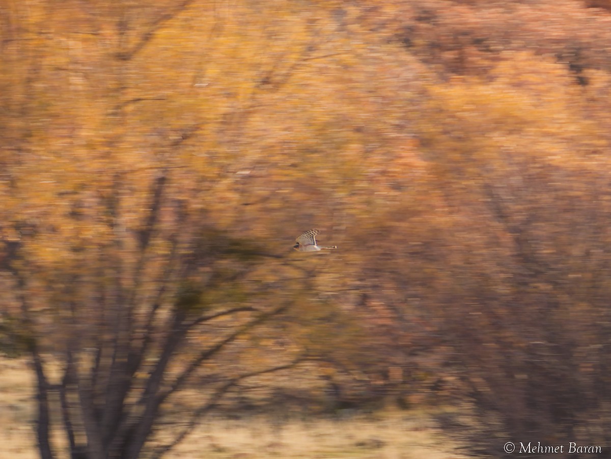 krahujec obecný - ML646445102