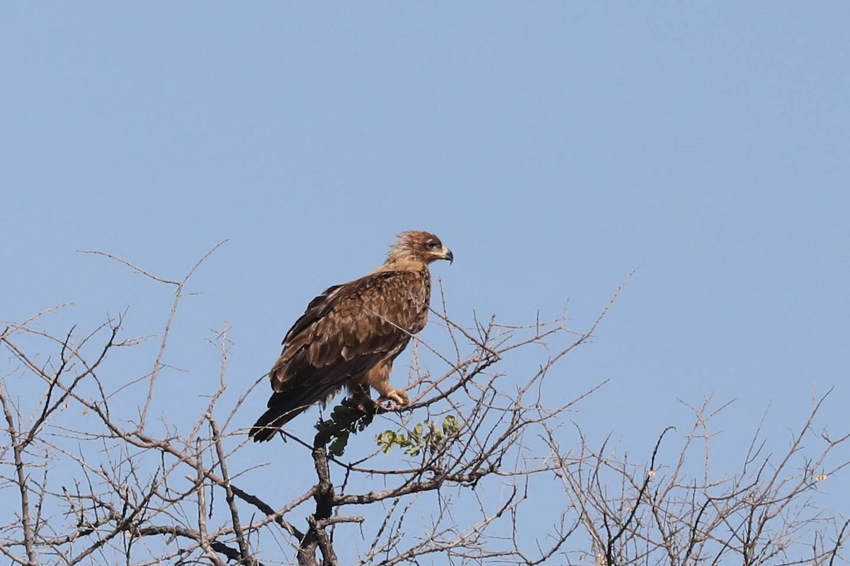 Tawny Eagle - ML646445108
