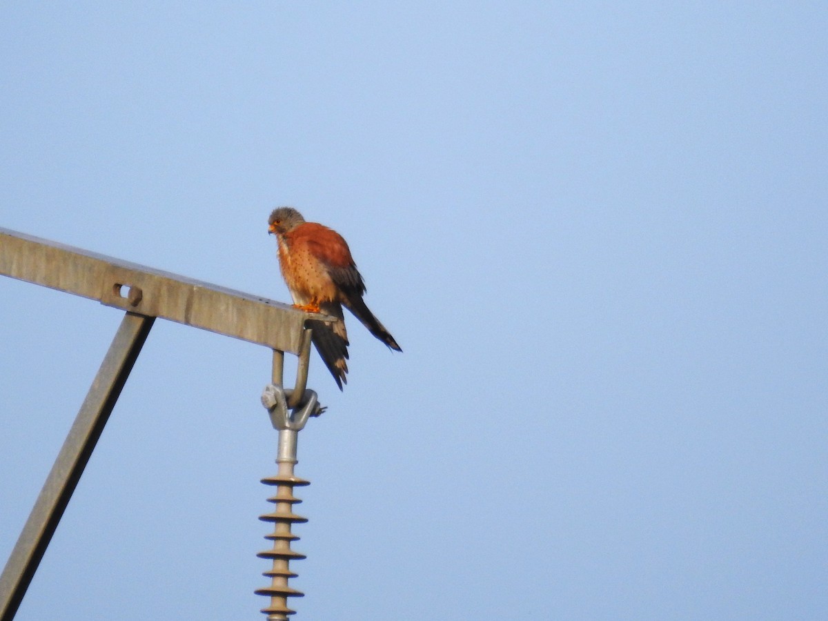 Etxe-belatza - ML646445109