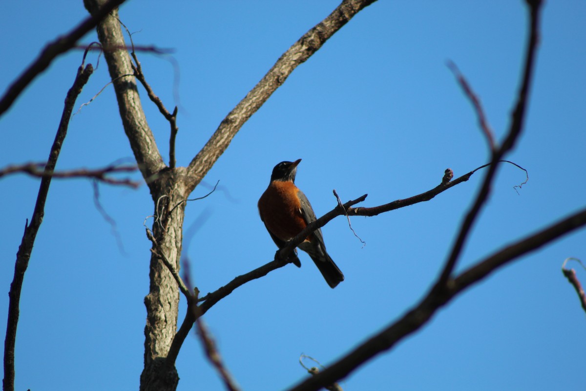 American Robin - ML646445110