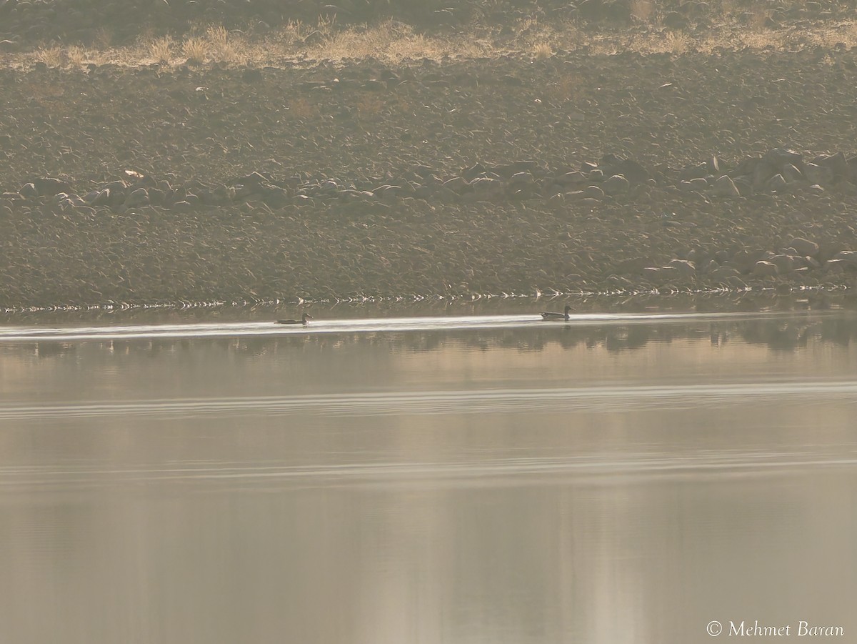 kachna divoká - ML646445113