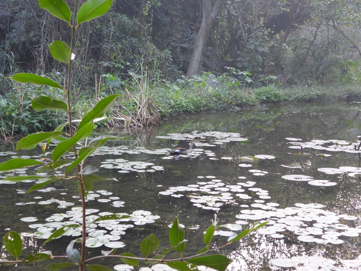 Indian Spot-billed Duck - ML646445114