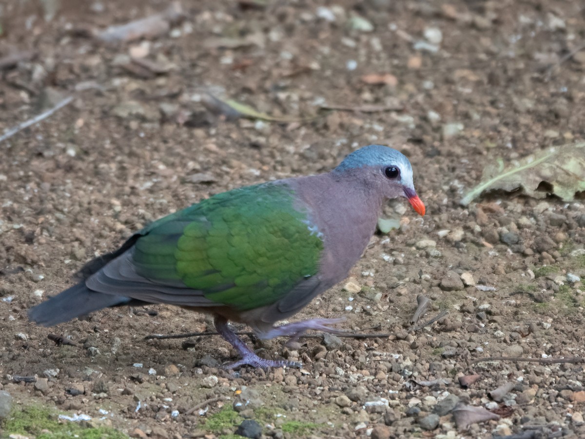 Asian Emerald Dove - ML646445115