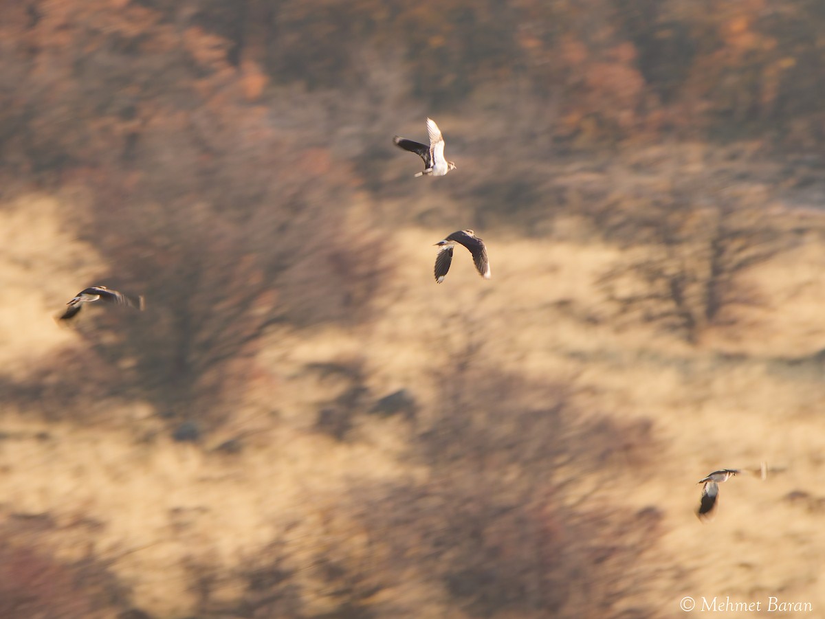 čejka chocholatá - ML646445116