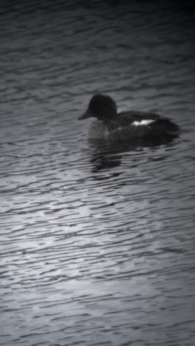 Common Goldeneye - ML646445117