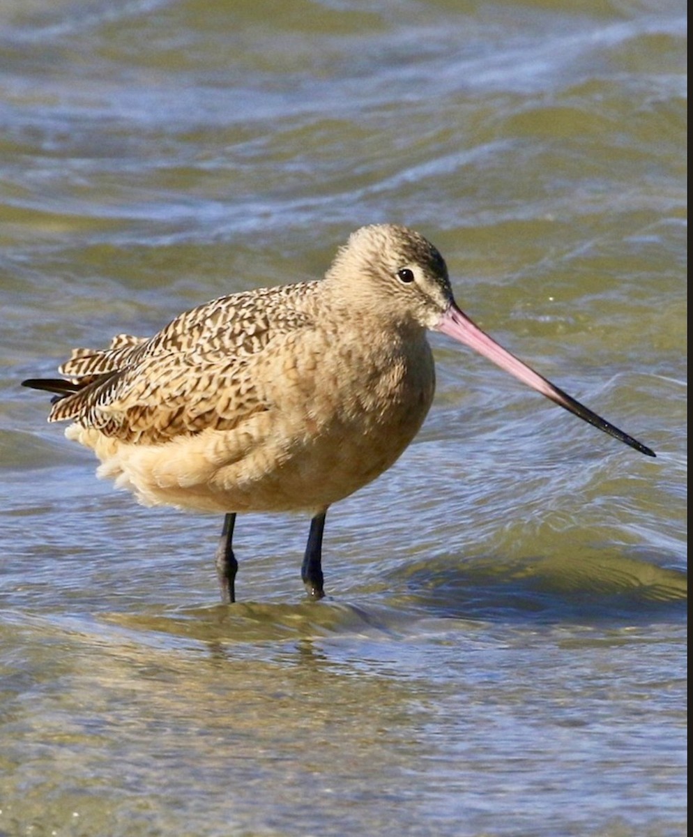 Marbled Godwit - ML646445118