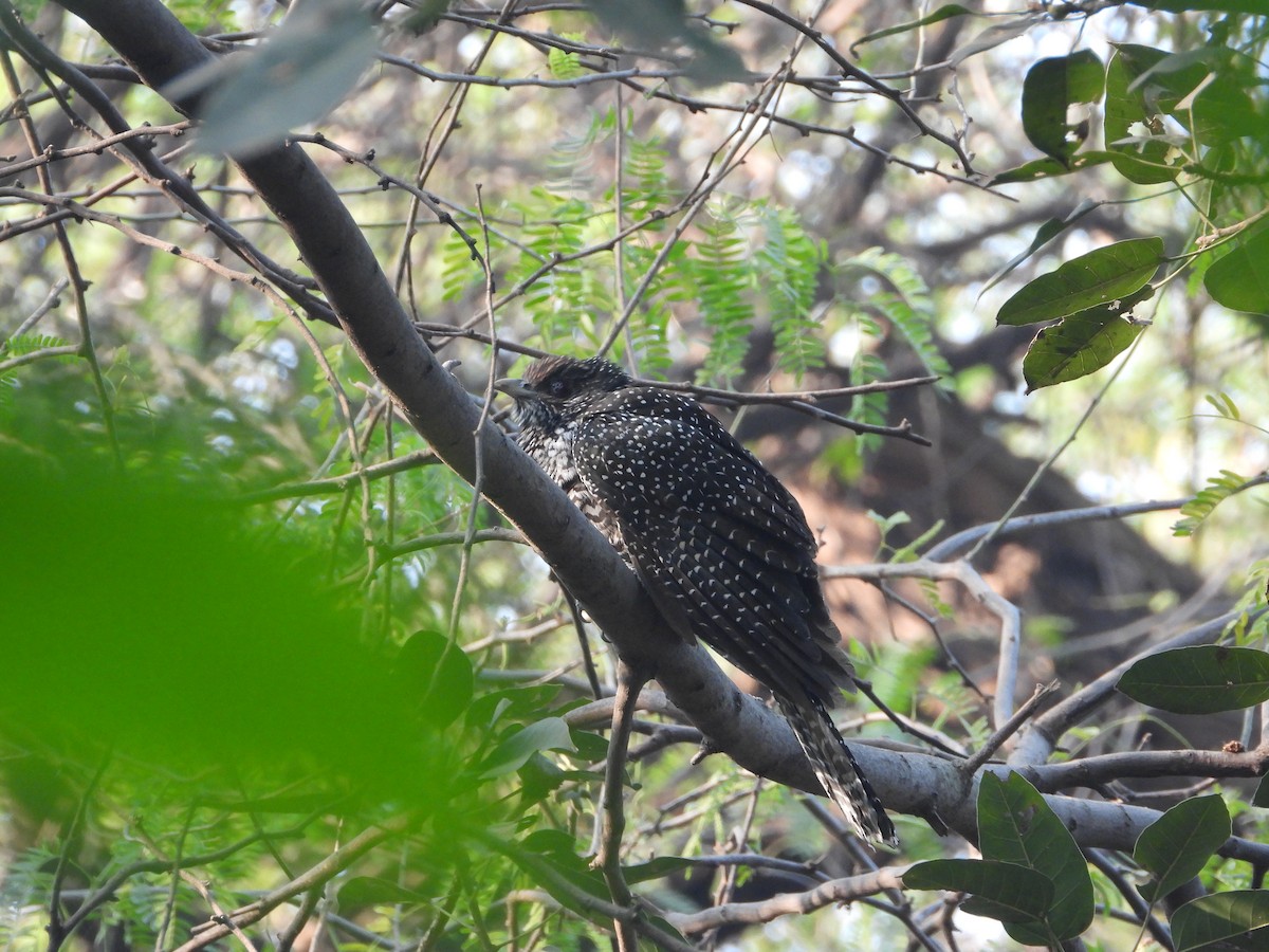 Asian Koel - ML646445120