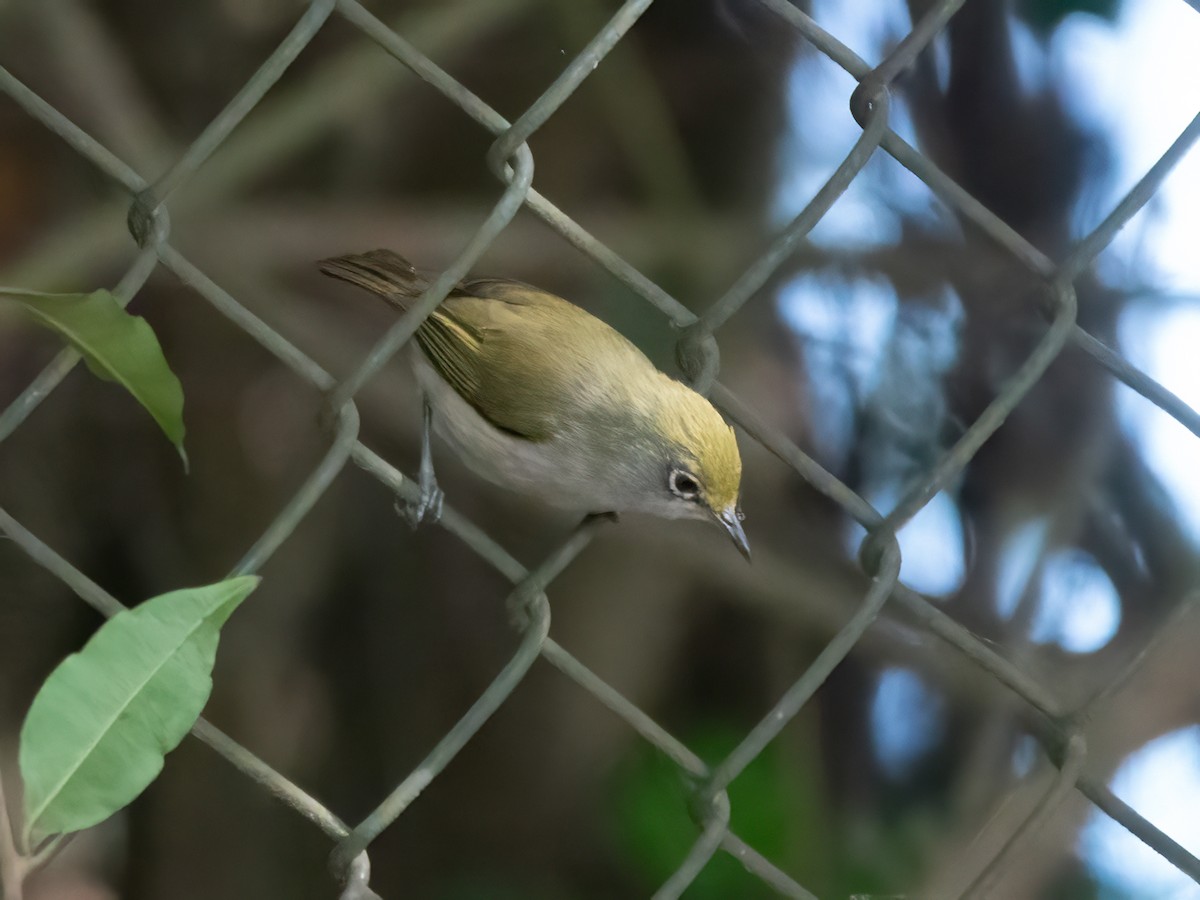 Christmas Island White-eye - ML646445121