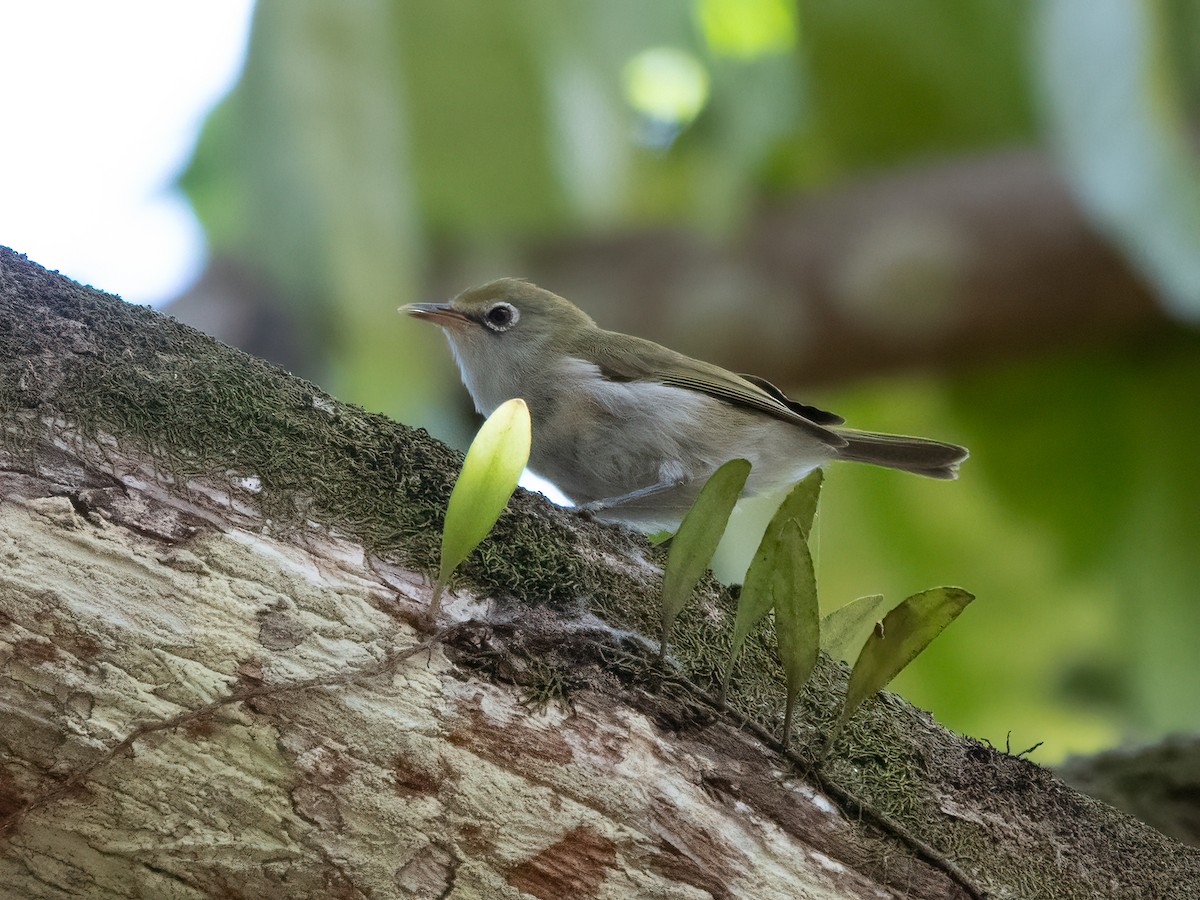 Christmas Island White-eye - ML646445122