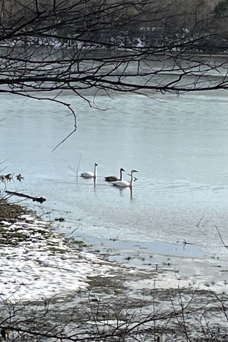 Trumpeter Swan - ML646445125