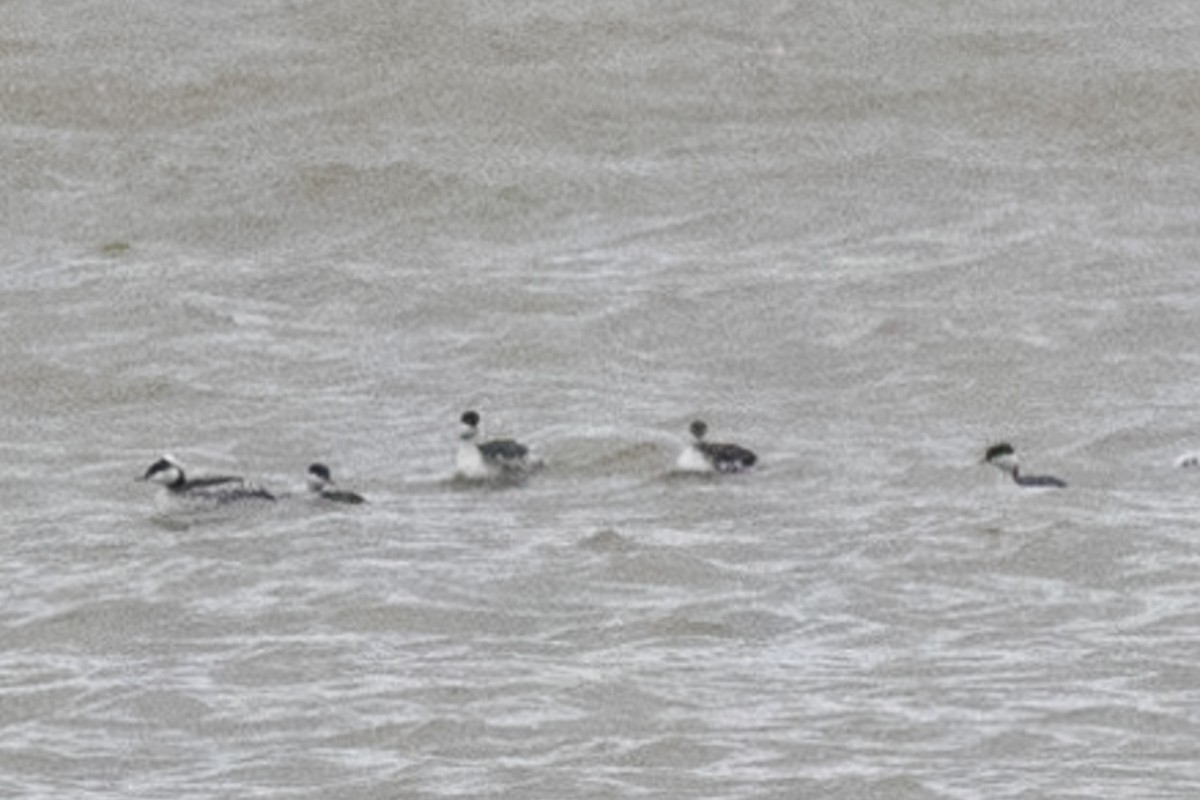 ミミカイツブリ - ML646445126