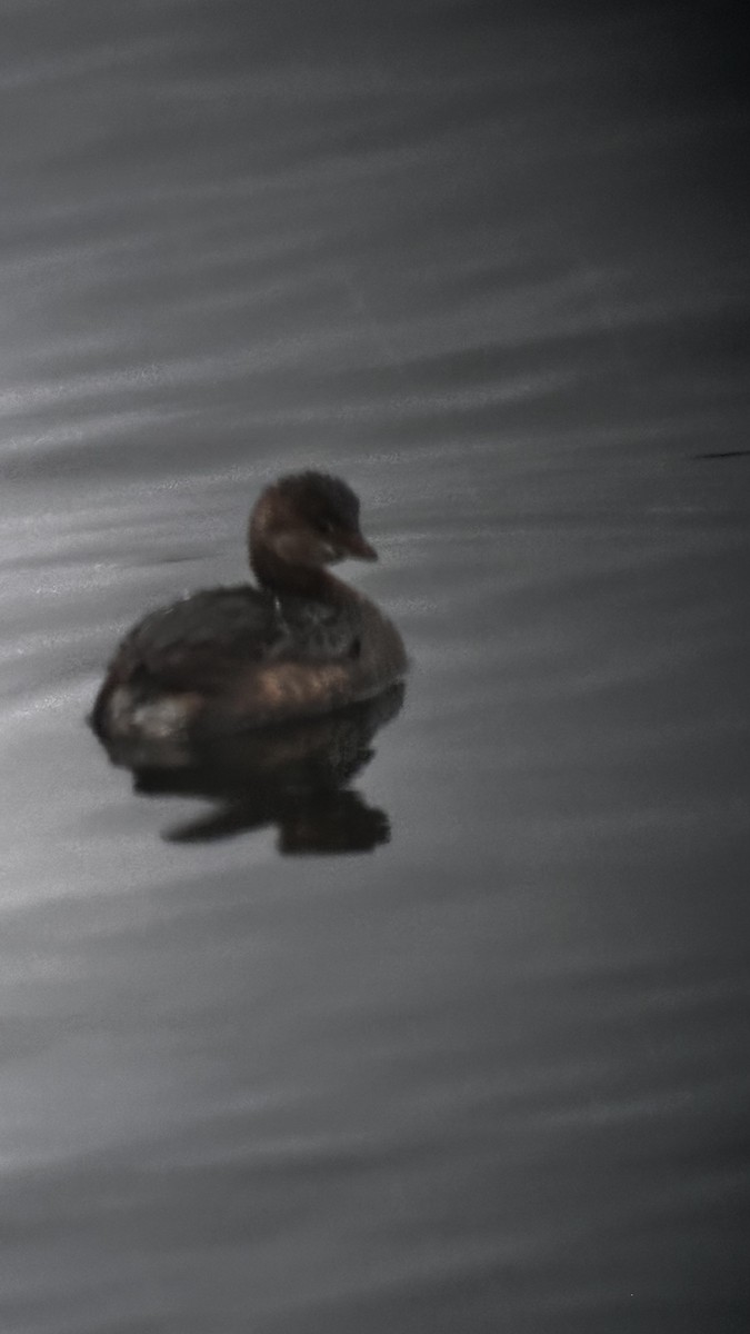 Pied-billed Grebe - ML646445128