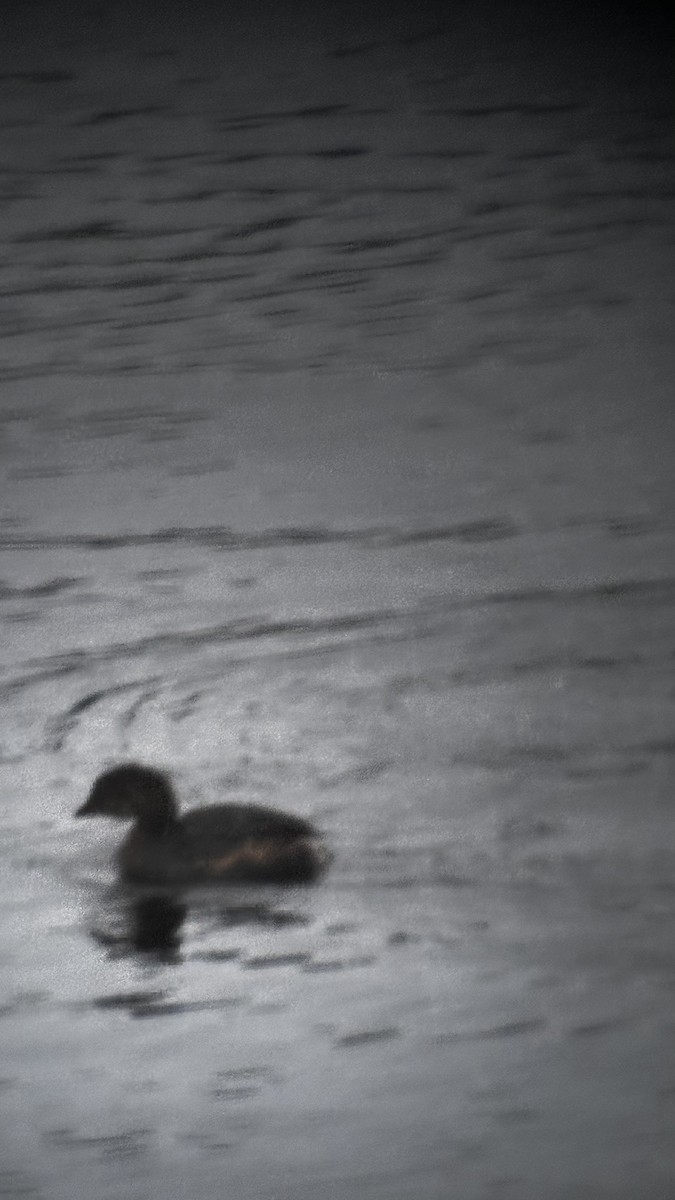 Pied-billed Grebe - ML646445129