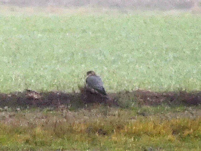 Merlin - ML646445130