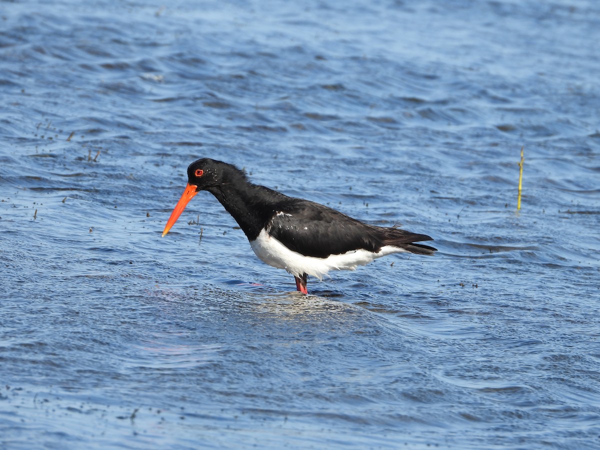 Pied Oystercatcher - ML646445131